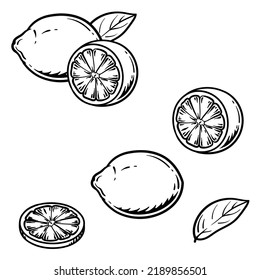 Vector illustration of an lemon isolated on a white background. Engraved hand drawn illustration.