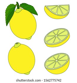 Vector illustration. Lemon. lemon with leaves, lemon slices. Food illustration. Botanical illustration.