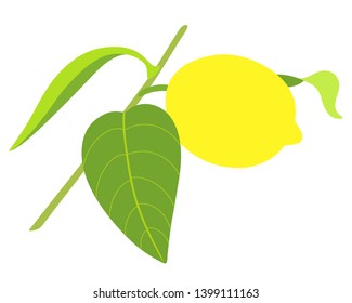 Vector illustration of lemon on branch in color. Isolated on white background. Can be used for graphic design, textile design or web design.