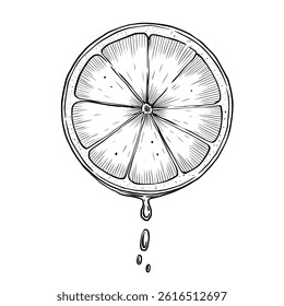 Vector illustration of a Lemon Slice with dripping juice in a vintage engraving style. Linear drawing of circular slice of Lime for drink designs, organic food labels and citrus branding concepts.