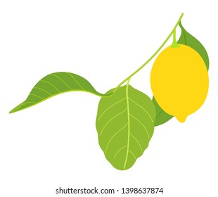 Vector illustration of lemon with three leaves in color. Isolated on white background. Can be used for graphic design, textile design or web design.