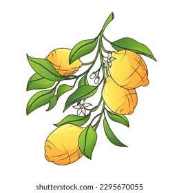 Vector illustration of lemon tree branch with lemons, flowers and leaves. Element for design. Isolated on white.