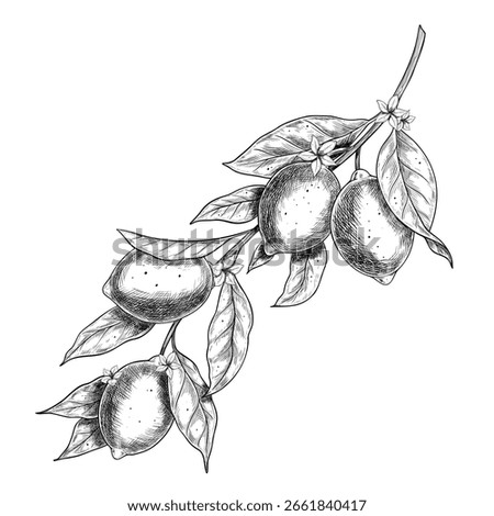 Vector illustration of Lemon tree branch with leaves, citrus fruits and flowers. Botanical engraving of Limes drawn with black ink. Etching for food packaging, labels and product decoration.