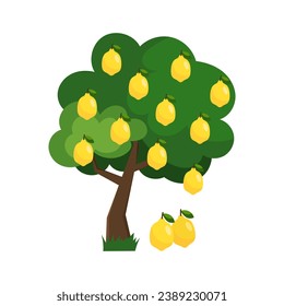 Vector illustration of a lemon tree in flat style on a white background. Lemon, citrus.