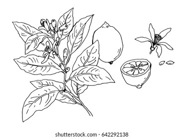 vector illustration of a lemon tree, lemon and leaves
