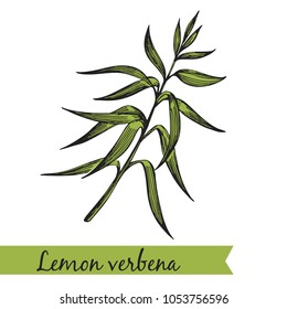 Vector illustration - lemon verbena