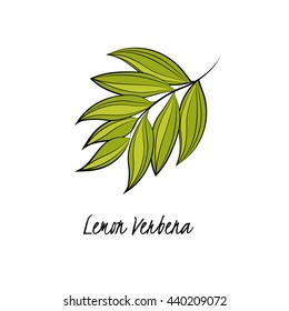 Vector illustration of lemon verbena. Aromatic and medicinal plant.