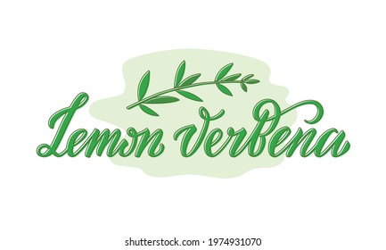 Vector illustration of lemon verbena lettering for packages, product design, banner, spice shop, pharmacy price lists. Handwritten phrase with leaves for web or print
