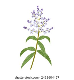 Vector illustration, Lemon Verbena, scientific name aloysia triphylla, isolated on white background.