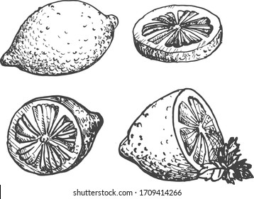 Vector illustration of lemon. Whole, circle slice, sliced in half, with a mint leave. Natural healthy food citrus. Vintage hand drawn engraving style.