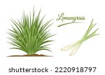 Vector illustration, lemongrass clump or Cymbopogon, and lemongrass stalks, isolated on a white background.