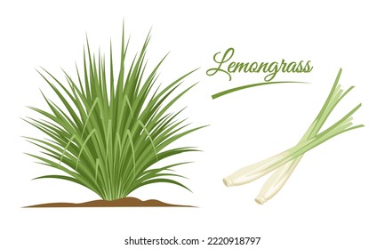 Vector illustration, lemongrass clump or Cymbopogon, and lemongrass stalks, isolated on a white background.