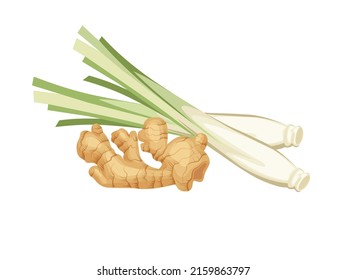 Vector illustration of lemongrass and ginger, isolated on a white background.