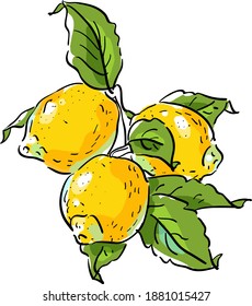 Vector illustration with lemonon  branch, lemon leaves and flowers
