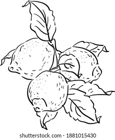 Ilustración vectorial con rama de limonón, hojas de limón y flores
