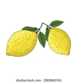 Vector illustration of a lemon`s branch isolated on white background