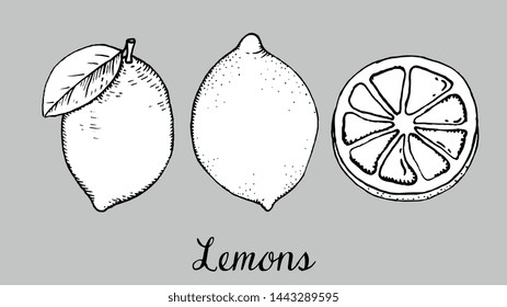 Vector Illustration of Lemons Collection Sketch Style