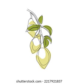 Vector illustration of lemons drawn in line art style