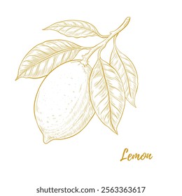 Vector illustration of lemons on a branch line art. Vegetables, fruits, kitchen, cooking, eating, drinking tea, gardening designs. Packaging