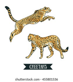 Vector illustration with Leopard / cheetah. Jumping animal. Hand drawn objects isolated on the white background.