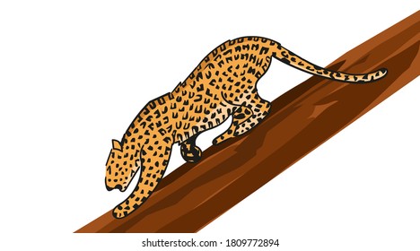 Vector illustration of leopard isolated on white background