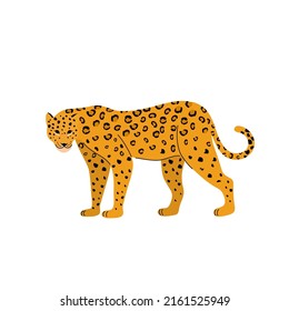 Ilustración vectorial de Leopard sobre un fondo blanco. Gran gato.