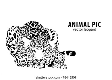 Vector illustration of a leopard on white background