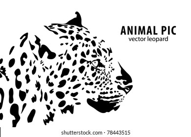 Vector illustration of a leopard on white background