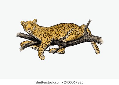 vector illustration of a leopard relaxing on a tree branch, with color