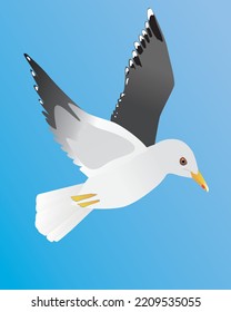 
A vector illustration of a lesser black backed gull. The bird is flying in the air and both its wings are raised. The bird is looking to the right. Blue background.