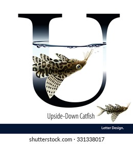 Vector illustration of Letter U is Upside Down Catfish alphabet. English abc with animals Education on White background.