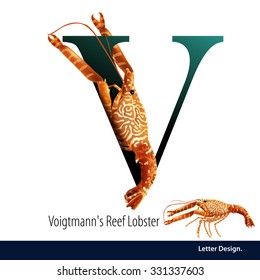 Vector illustration of Letter V is Voigtmann's Reef Lobster alphabet. English abc with animals Education on White background.