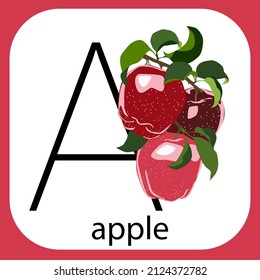 vector illustration of the letter a and the word apple with the image of the apple itself, educational alphabet