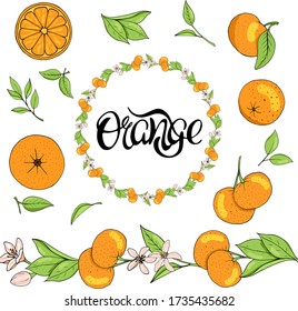 vector illustration and lettering orange, wreath, border pattern brush