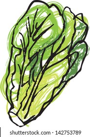 Vector illustration of lettuce isolated