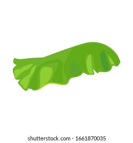 Vector illustration of lettuce and leaf sign. Graphic of lettuce and diet Stock vector illustration.