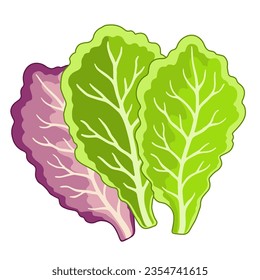 Vector Illustration of lettuce leaves in a flat style isolated on white background