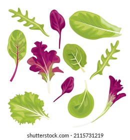 Vector illustration of lettuce leaves on a white background. Leaves of beets, lettuce, iceberg, etc.