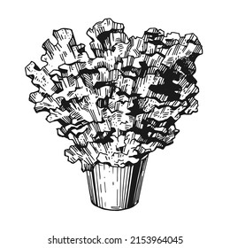 Vector illustration of lettuce leaves. A potted plant. Hand-drawn sketch. Vintage style engraving