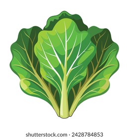 Vector of illustration lettuce on white