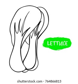 Vector illustration of lettuce. Sketch, color. Vivid picture of a vegetable. Fresh food
