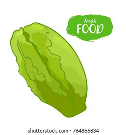 Vector illustration of lettuce. Sketch, color. Vivid picture of a vegetable. Fresh food