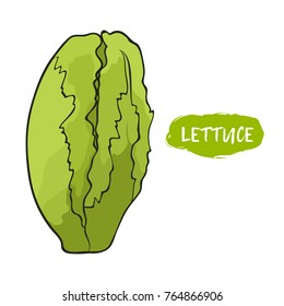 Vector illustration of lettuce. Sketch, color. Vivid picture of a vegetable. Fresh food