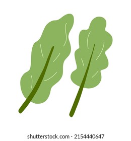 Vector illustration of letuce, kale, green salad leaves. Fresh vegetable, healthy vegan food