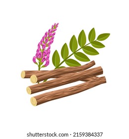 Vector illustration of licorice root, scientific name Glycyrrhiza glabra, with flowers, leaves and dried roots, isolated on a white background.