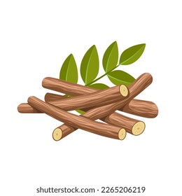 Vector illustration of licorice root, scientific name Glycyrrhiza glabra, with green leaves, isolated on white background.