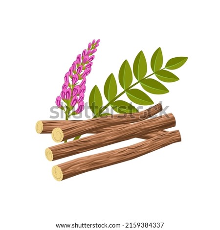 Vector illustration of licorice root, scientific name Glycyrrhiza glabra, with flowers, leaves and dried roots, isolated on a white background. Imagine de stoc © 