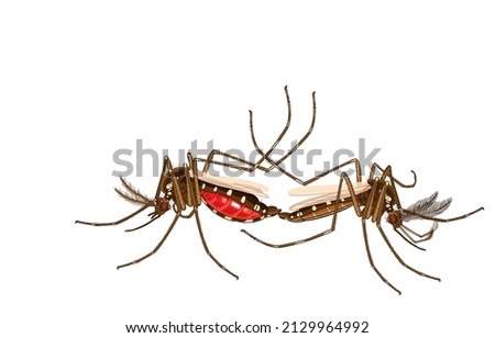 Vector illustration of life cycle of aedes mosquitoes during reproduction,mating,two copulating mosquito,female mosquito has belly full of blood,on white,Insect nature,ecosystem,biology of mosquitoes.