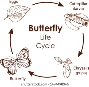 vector illustration of Life Cycle of Butterfly diagram