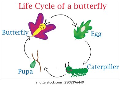 Vector Illustration of life cycle of a butterfly.